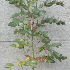 Eucalyptus nitens