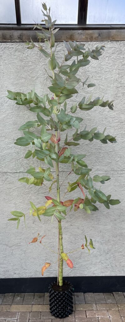 Eucalyptus nitens