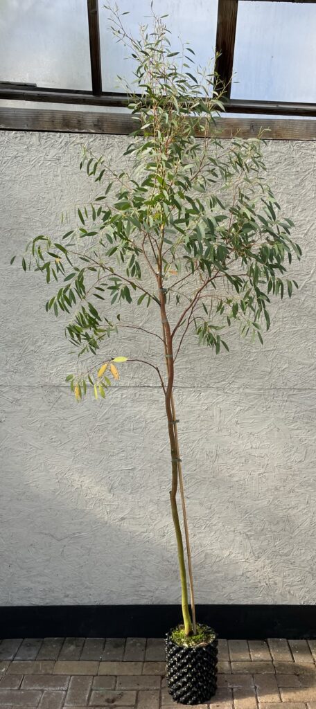 Eucalyptus nitida