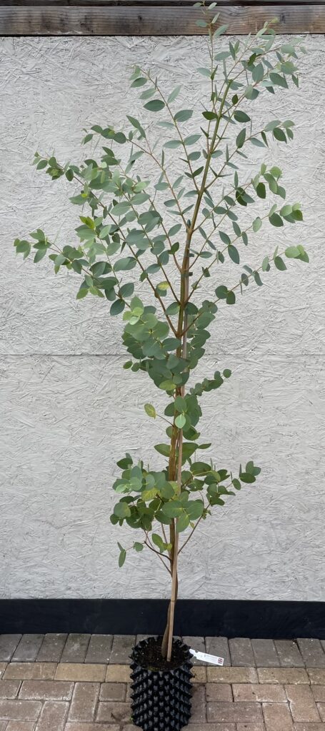 Eucalyptus stellulata