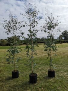 Silver Cider Gum