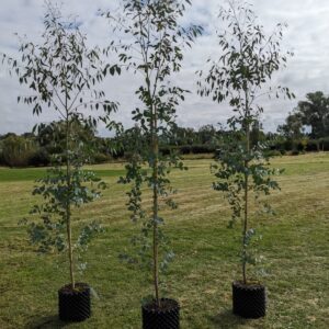 Silver Cider Gum