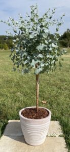 Alpine Cider Gum