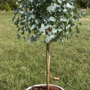 Alpine Cider Gum