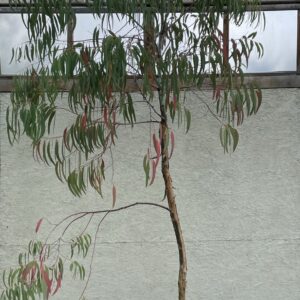 Eucalyptus saxatilis