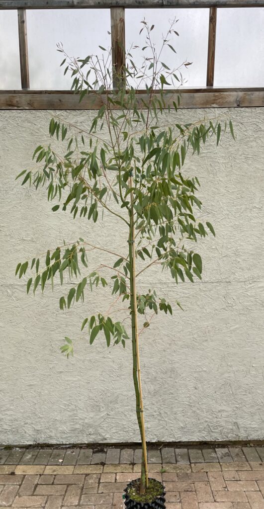 Eucalyptus saxatilis