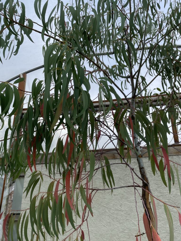 Eucalyptus saxatilis