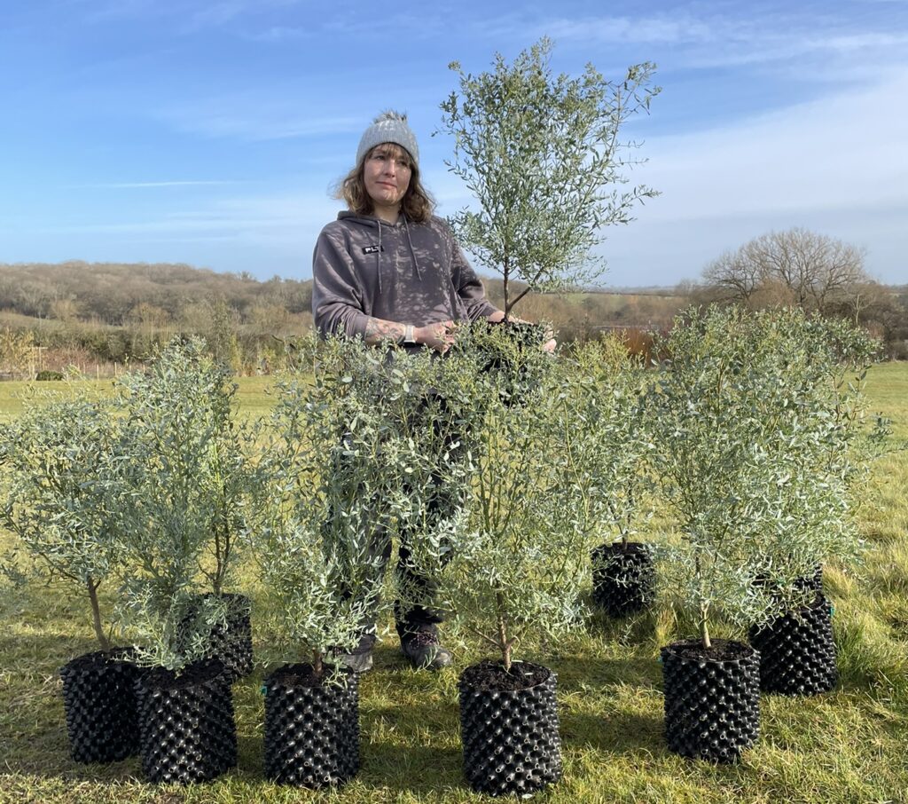 Eucalyptus France Bleu